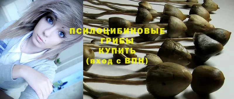 Галлюциногенные грибы Psilocybe  Зубцов 